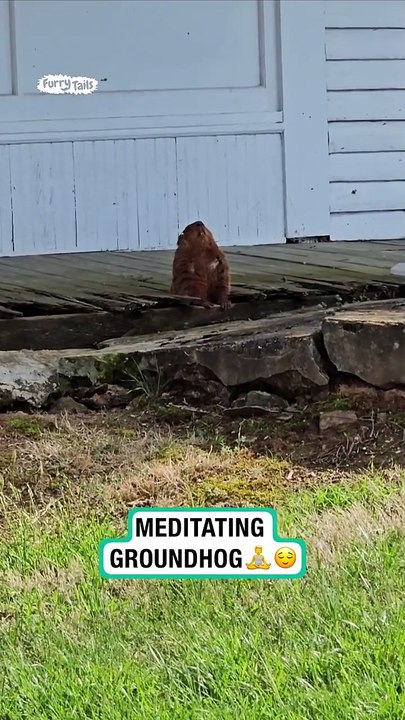 Lach dich schlapp mit Lustige Pfoten Ч. 30