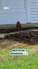 Lach dich schlapp mit Lustige Pfoten Ч. 30