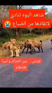 Contre la Tunisie= Algérie et la Libye