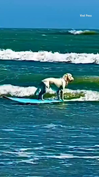 Dog Rides Waves During Surf Class