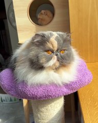 🐾 Welcome to the cutest corner of the internet! 🎉 In today’s video, we're