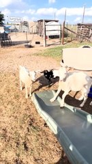 Lach dich schlapp mit Lustige Pfoten Ч. 31