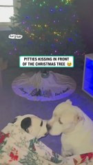 Pitties kiss in front of Christmas tree