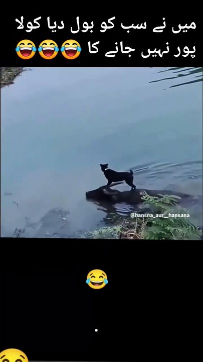 Funny video