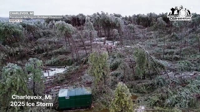 Ice storm glazes Michigan forest in ice