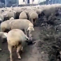 Premier jour de boulot pour ce chien de berger