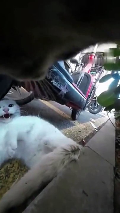 Un chat en chasse un autre en POV... dingue
