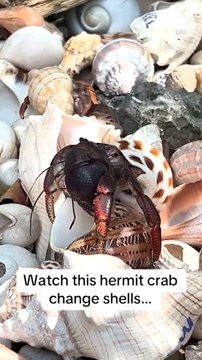 Revealing Video Captures Rare Moment Hermit Crab Changes Shells and Unveils Its Hidden Lower Body