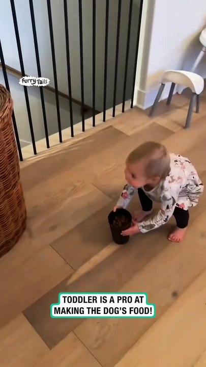 Toddler prepares dogs food