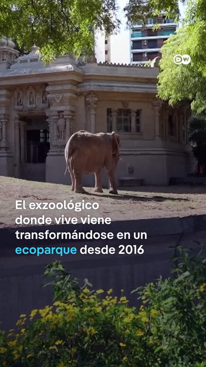 El ex Zoológico de Buenos Aires libera a su última elefanta