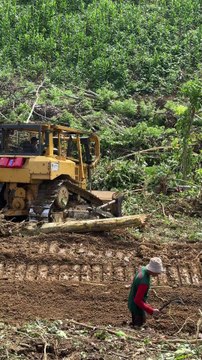 D6R XL Bulldozer Cleans Oil Palm Plantations Easily!