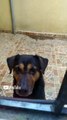 El perro panchito se asoma por la ventana para esperar a que le de su pan bolillo que tanto le gusta