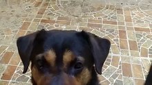 El perro panchito se asoma por la ventana para esperar a que le de su pan bolillo que tanto le gusta