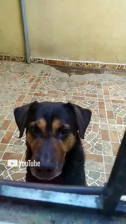 El perro panchito se asoma por la ventana para esperar a que le de su pan bolillo que tanto le gusta