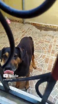 El perro panchito se asoma por la ventana para esperar su pan bolillo #shorts #animales #mascotas