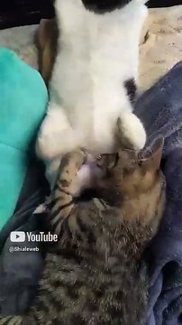 El gatito chamacorron jugando con el gato pernanca acostados en la cama #shorts #animales #mascotas