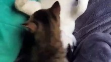 El gato pernanca bien acostadote en la cama con las patas estendidas y el gatito chamacorron #shorts