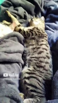 🐱💤 ¡Pernanca y Chamacorron Felinos Bonitos Acostados Juntos en la Cama! 🛏️✨ #Shorts #animales #pet