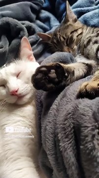 😻💤 ¡Pernanca y Chamacorron Felinos Bonitos Descansando Juntos en la Cama! 🛏️✨ #Shorts #animales #pet
