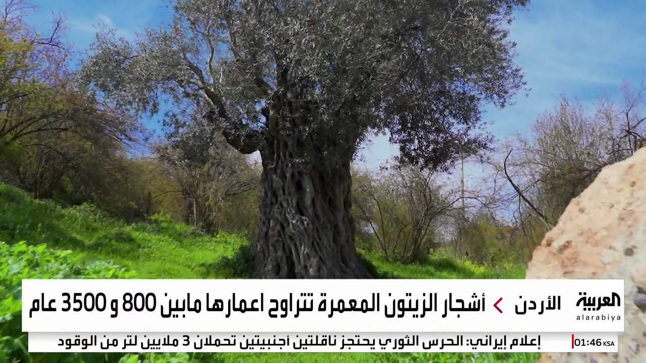 جامعة أميركية تدرس خصائص أشجار "الزيتون الرومي" في الأردن