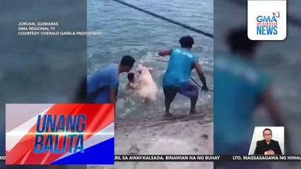 Baboy na tumalon daw sa dagat, nailigtas | Unang Balita