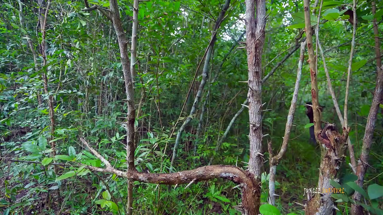 Build The Most Beautiful Bamboo Swimming Pool Villa Using Ancient Skills by Jungle Survival