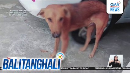 Alagang aso, sugatan matapos panain ng hindi pa nakikilalang salarin | Balitanghali