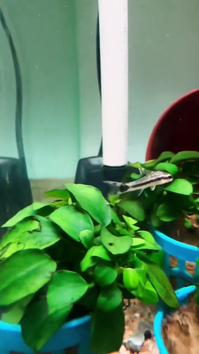 Aquarium 88