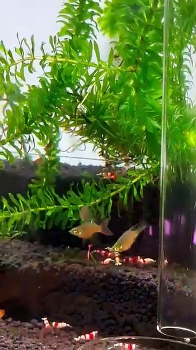 Aquarium 85