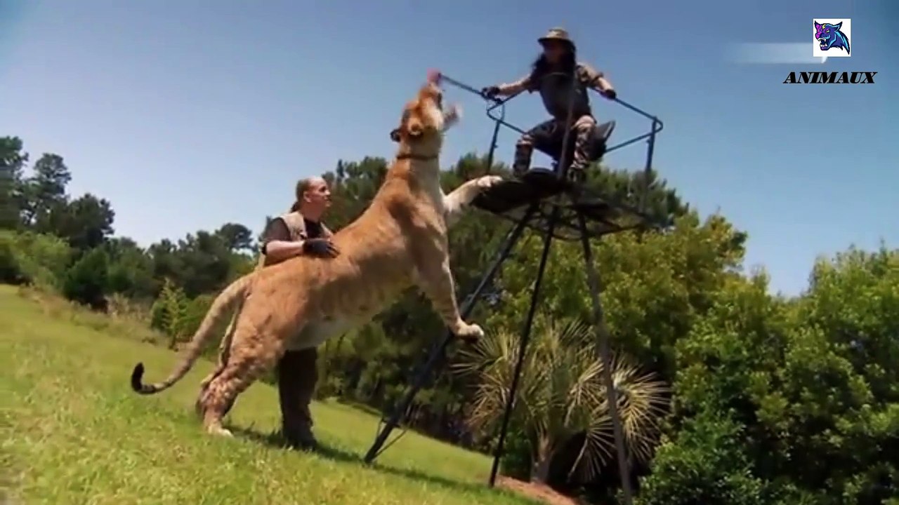 Comment chasse