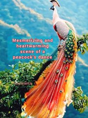 Mesmerizing and heartwarming scene of a peacock's dance