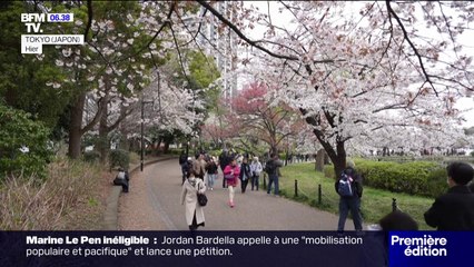 À Tokyo, les cerisiers en fleurs ravissent les touristes