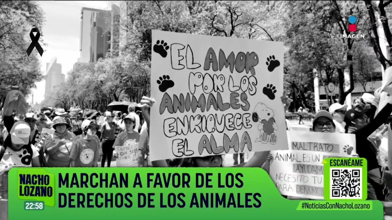 Marchan a favor de los derechos de los animales en la CDMX