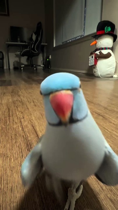 Parrots are renowned for their amusing behaviors and remarkable mimicry skills, making them popular subjects in entertaining videos. Here are some compilations you might enjoy: