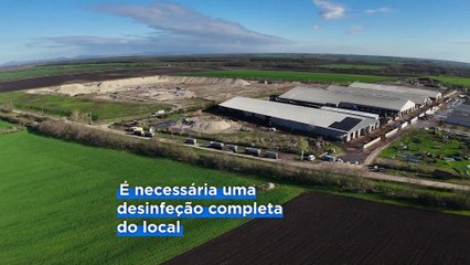 Milhares de bovinos enterrados no norte da Hungria após surto de febre aftosa