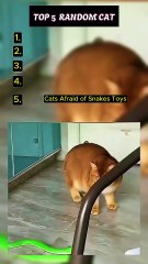 Funny Random  Cat Video