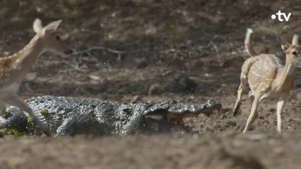 Planète Terre - Le prix de la survie