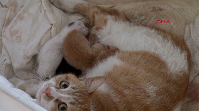 Pencereden eve giren kedi, bebek beşiğinde 4 yavru doğurdu