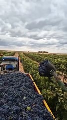 Black Grapes 🍇🍇