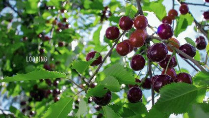 Swisse Wellness Introduction