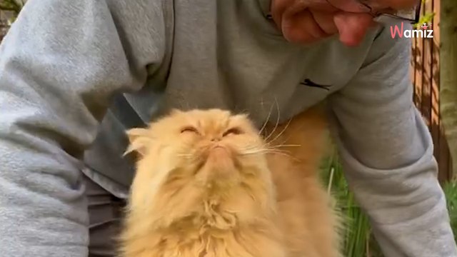 Rote Katze kommt zu einem älteren Mann in den Garten Garten: Was er macht, verblüfft alle (Video)