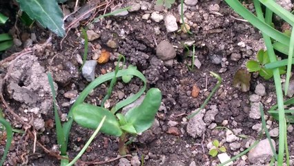 ヒマワリの芽が出始めました