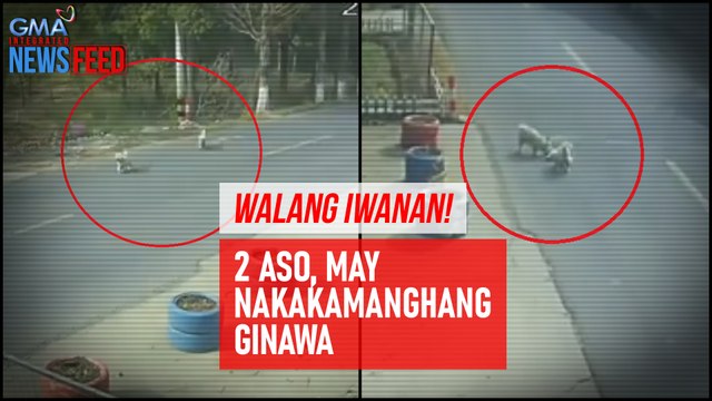 Walang iwanan! – 2 aso, may nakakamanghang ginawa | GMA Integrated Newsfeed