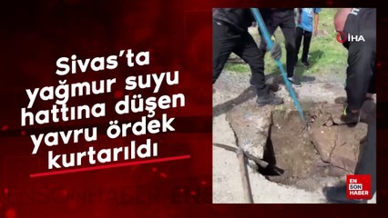Sivas’ta yağmur suyu hattına düşen yavru ördek kurtarıldı