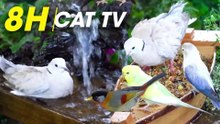 Squirrel Chase & Bird Watching Hours of Fun for Your Cat - Video For Cats