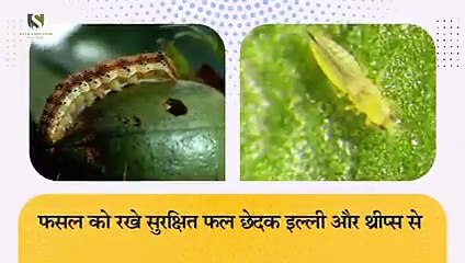 Proclone - Skyn Crop Care