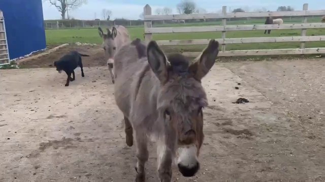 Animals frolic in the Spring sunshine welcoming warmer temperatures in Northern Ireland after a very long winter