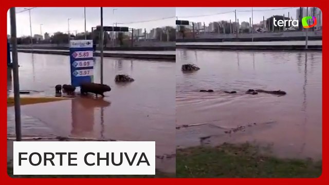 Família de capivaras é filmada nadando em megaenchente em Santo André