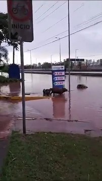 Família de capivaras é flagrada nadando em megaenchente que atingiu SP nesta segunda