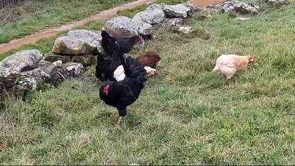 Las gallinas, protagonistas del último libro de Antonio de Benito